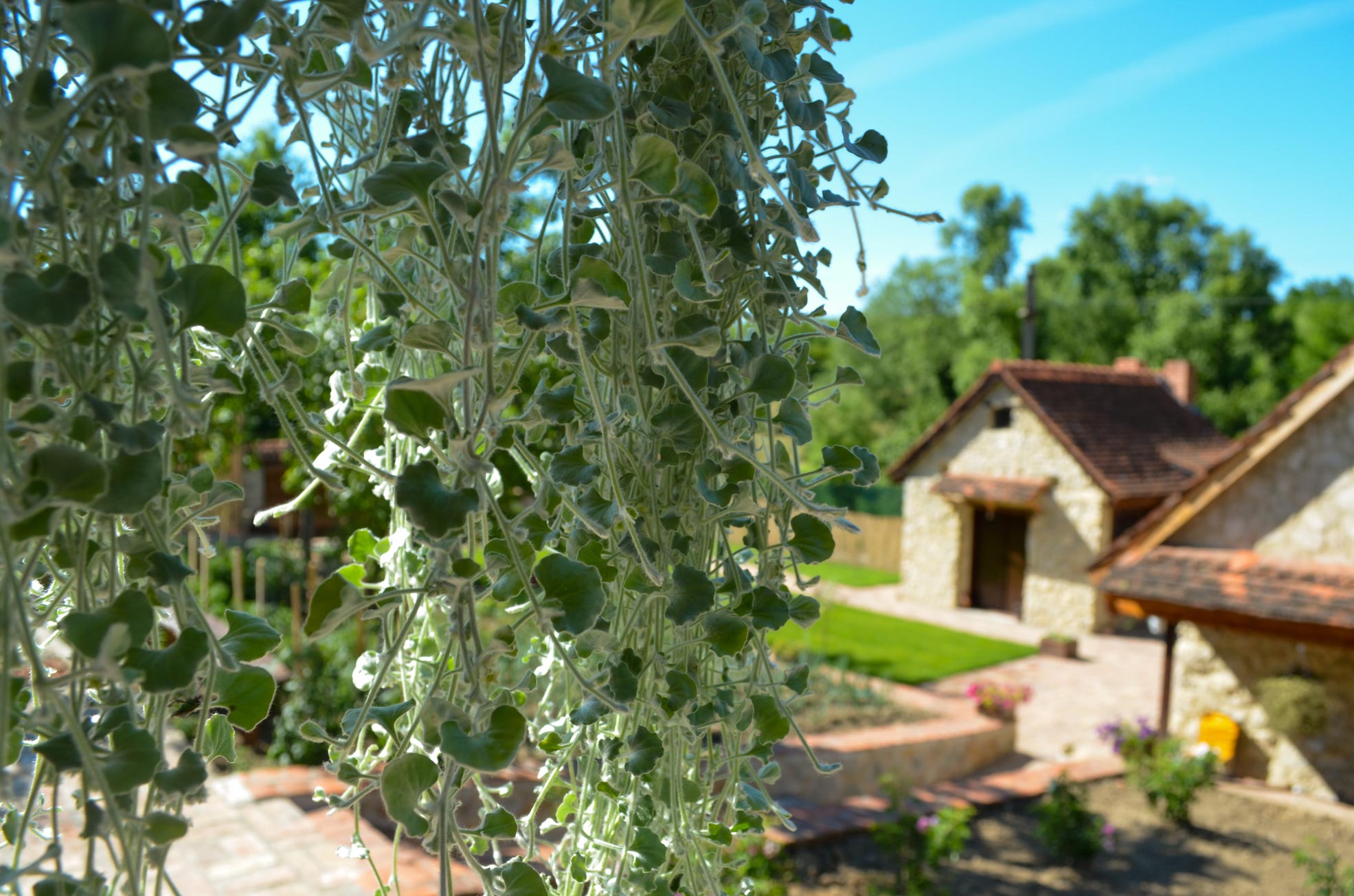 Wine country mountain view